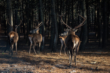 Naklejka na ściany i meble Deers in a natural park in Nazaré