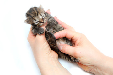 The cute small newborn kitten held in hands as a symbol of care for new life. Isolated on white background. 