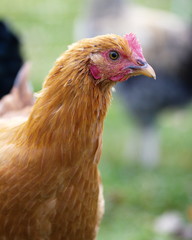 Chicken on a homestead in the country, small scale poultry farming in Ontario, Canada.