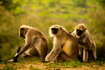 Monkeys cleaning, playing, taking care of themselves, as a family or alone, in India, Asia
