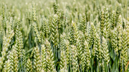 Wide frame isolated closeup of Triticale, a crop hybrid of wheat and rye. Shot from a low angle,...