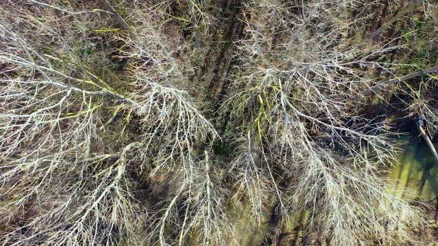River and poplar grove in winter. Ega river, Navarre, Spain, Europe. Aerial view. 4K.