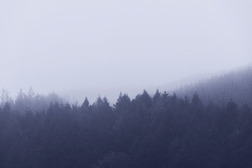 Irish landscape. Ireland, Pine, fir and perennial trees. Foggy day. Silhouette. Grey shapes.