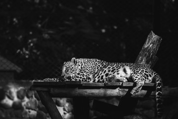 Leopard Inside A Cage