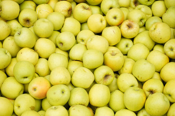 outdoor exposure of yellow green apples to ripen after harvest   