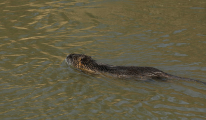 Nutria Nagetier