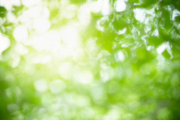 Abstract blurred out of focus and blurred green leaf nature background under sunlight with bokeh...
