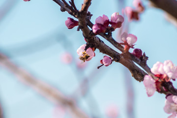 Close-up shot of pollination process of blossoming beatiful peach flowers performed by bees and bumble bees. Background out of focus due to shallow depth of field.