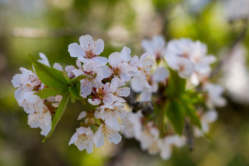 Blooming cherry tree