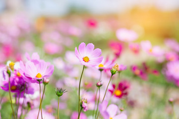 Pink and red cosmos flowers garden and soft focus