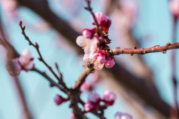 Close-up shot of pollination process of blossoming beatiful peach flowers performed by bees and bumble bees. Background out of focus due to shallow depth of field.