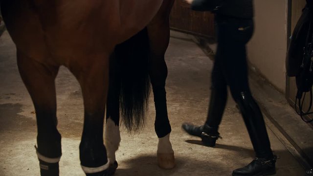 Riding a horse - young woman rider putting leggings on her horse