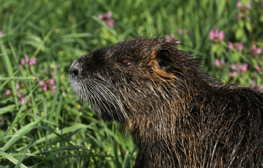 Nutria Nagetier