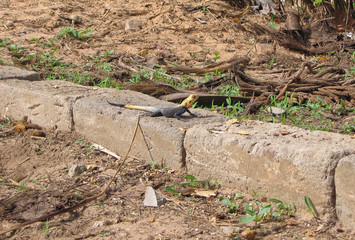 Male of the common agama or rainbow agama (Agama agama) a species of lizard from the family Agamidae found in most of sub-Saharan Africa.