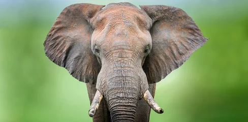 Poster Bull elephant portrait against a blurred green background in the Kruger National Park South Africa   © Sheldrickfalls