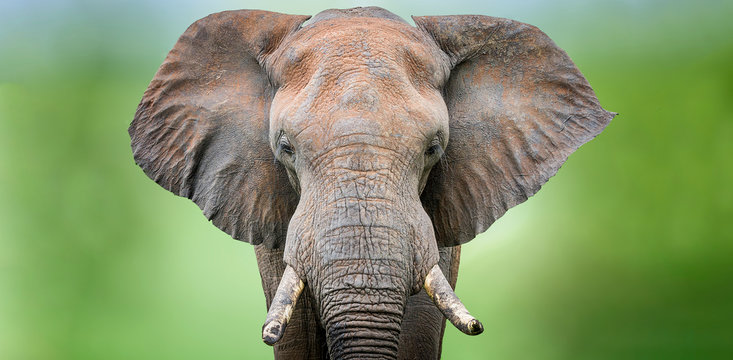 Bull elephant portrait against a blurred green background in the Kruger National Park South Africa  