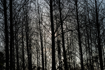 backlit trees