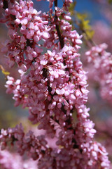 Cercis siliquastrum en fleurs