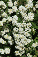 Spiraea vanhouttei	