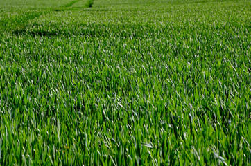 Fototapeta premium young green wheat on the field