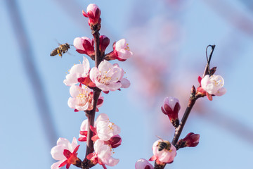 Close-up shot of pollination process of blossoming beatiful peach flowers performed by bees and bumble bees. Background out of focus due to shallow depth of field.