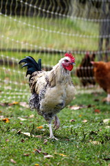 Chicken on a homestead in the country, small scale poultry farming in Ontario, Canada.