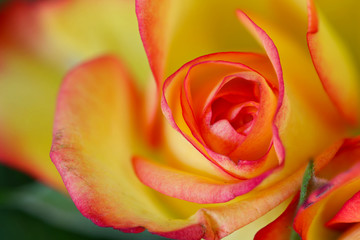 Fototapeta na wymiar red and yellow colered rose flower