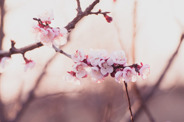 Close-up shot of pollination process of blossoming beatiful peach flowers performed by bees and bumble bees. Background out of focus due to shallow depth of field.