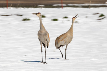 Sandhill Cranes