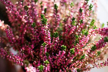 Bouquet of blooming Heather flowers common known as Callluna Vulgarus on windowsill.