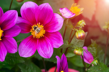 Vibrant delicate bright pink dahlia flower on summer sunlight in the garden. Blooming dahlias flowers with honey bee gathering nectar, close up view