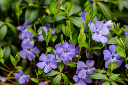 Beautiful pictures of spring flowers. Vinca. Periwinkle. Macro photography.