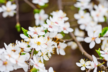 Bees collect nectar on the flowers of a cherry plum tree. Macro photography.