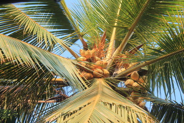 A king coconut tree