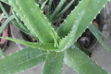 A aloe vera plant from top