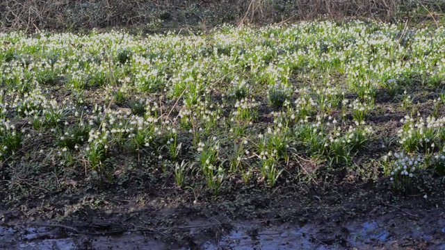 Many wild Leucojum - nowbell, Dewdrop,  St. Agnes' flowers in forest near small river