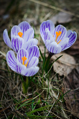 first spring flowers