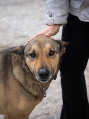 Closeup view of girl's hand touch or hugs a street dog