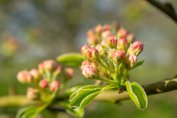 Cherry flowers blossom, flower bulbs going to full blow, leaves around, new benches of the tree, sunny weather during spring hanami time in the garden, blurred background and copy space