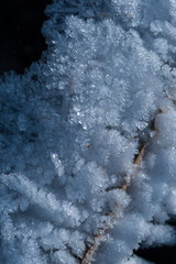 Close-up of a snow-covered branch