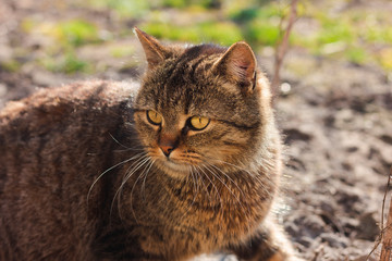 Obraz premium Portrait of a cat in the garden