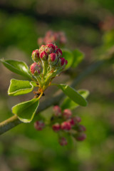 Cherry flowers blossom, flower bulbs going to full blow, leaves around, new benches of the tree, sunny weather during spring hanami time in the garden, blurred background and copy space