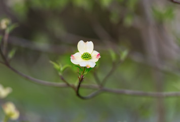 Dogwood tree in bloom in the spring.