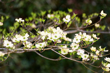 Dogwood tree in bloom in the spring.