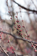 Branch with buds. Spring apricot