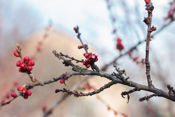 Branch with buds. Spring apricot