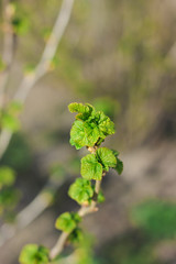  Green leaves of currant. Springtime