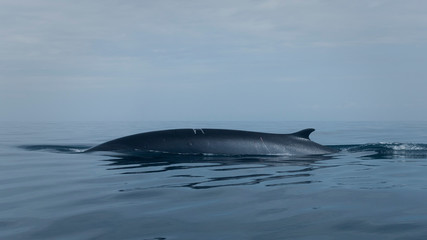 Naklejka premium Whales and dolphins in Sagres, swimming and breaching in the water surface