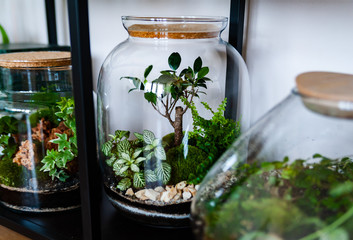 Small decoration plants in a glass bottle/garden terrarium bottle/ forest in a jar. Terrarium jar with piece of forest with self ecosystem. Save the earth concept. Bonsai, set of terrariums/ jars