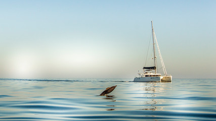 baby common dolhpin showing off to a sailboat © Rui